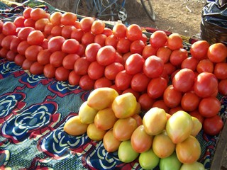 La tomate Bio du Burkina faso
