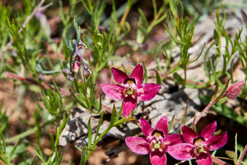 Close up Macro of Crimosn Beak Ratany Flowers in West Texas.