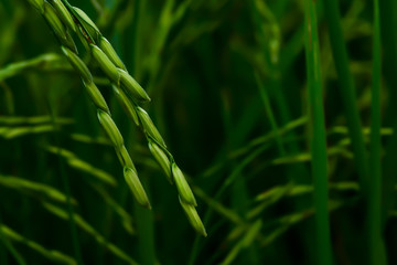 The rice grains are coming out.