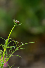 The starburst flowers are not yet blooming.