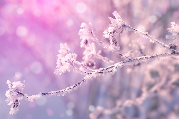 Winter landscape. Winter trees covered with snow. Sky and sunlight through the frozen tree branches. Copy space. Soft focus