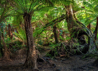 Maits Rest Rainforest Walk, Great Otway National Park, Victoria, Australia