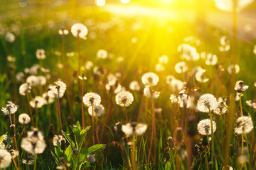 Close up dandelion flowers with sunlight rays. Spring background. Copy space. Soft focus