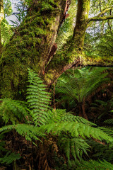 Maits Rest Rainforest Walk, Great Otway National Park, Victoria, Australia