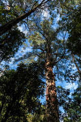 Fototapeta premium Maits Rest Rainforest Walk, Great Otway National Park, Victoria, Australia
