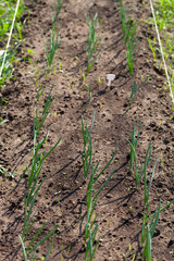 Onion grows in the garden in the garden. First spring harvest. Selection focus. Shallow depth of field