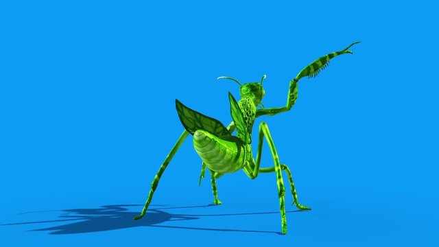 Insect Mantis Attacks Back Blue Screen Loop 3D Rendering Animation