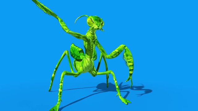 Insect Mantis Attacks Blue Screen Loop 3D Rendering Animation