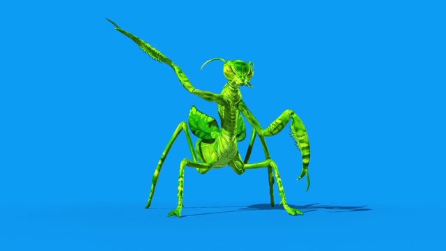Insect Mantis Attacks Front Blue Screen Loop 3D Rendering Animation