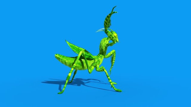Insect Mantis Attacks Side Blue Screen Loop 3D Rendering Animation