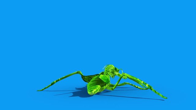 Insect Mantis Dies Back Blue Screen 3D Rendering Animation