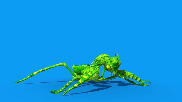 Insect Mantis Dies Front Blue Screen 3D Rendering Animation
