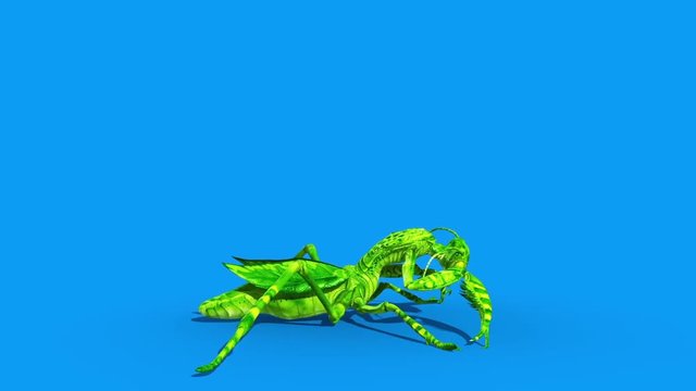 Insect Mantis Dies Side Blue Screen 3D Rendering Animation