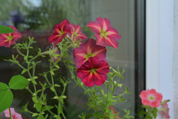 Fototapeta na wymiar Petunia flowers near the window. Blooming garden on the balcony in overcast day.