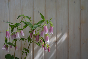 Campanula punctata. Beautiful pink flowers of spotted bellflower on background of wooden wall on the balcony.