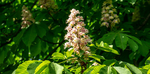 White candles of flowering Horse chestnut (Aesculus hippocastanum, Conker tree) on background of dark green foliage of trees. Spring sunny day