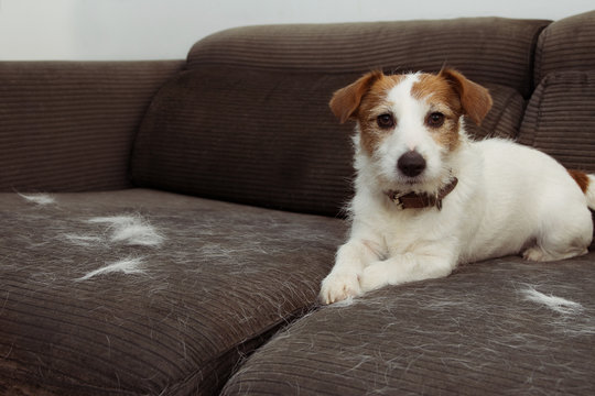 FURRY JACK RUSSELL DOG, SHEDDING HAIR DURING MOLT SEASON PLAYING ON GRAY SOFA FURNITURE.