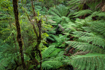 Maits Rest Rainforest Walk, Great Otway National Park, Victoria, Australia