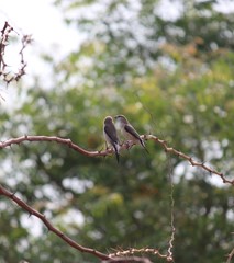 bird on a branch