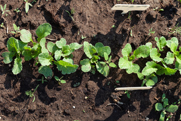 Radishes grows in the garden in the garden. First spring harvest. Selection focus. Shallow depth of field