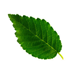 one green leaf of a karagach isolated on a white background, the top side of a leaf