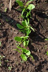 Radishes grows in the garden in the garden. First spring harvest. Selection focus. Shallow depth of field