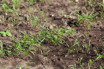 Dill grows in the garden in the garden. First spring harvest. Selection focus. Shallow depth of field