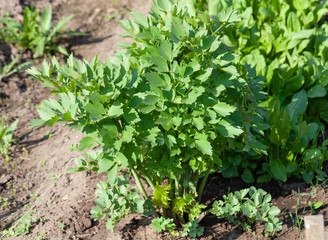 Lovage grows in the garden in the garden. First spring harvest. Selection focus. Shallow depth of field
