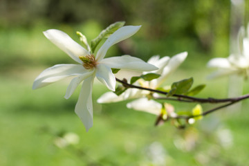 Closeup of a blooming bud of a white magnolia on a branch against a green garden, selective focus