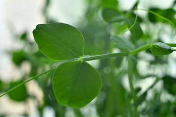 Drops of dew on young sprouts Micro green ..Selective focus