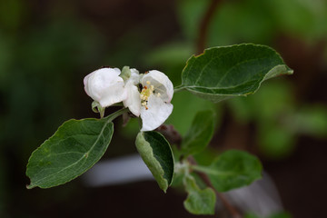 Small new leaves on an apple tree branch. Spring in the garden. Selection focus. Shallow depth of field