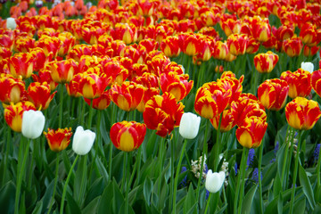 field of red and yellow tulips