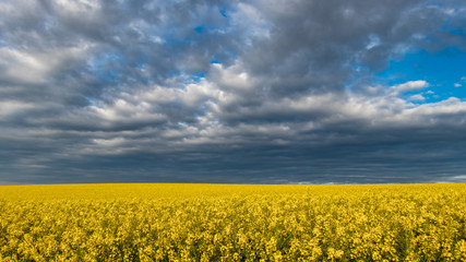 Obraz premium Storm is coming. Beautiful dramatic sky with clouds over oilseed rape field