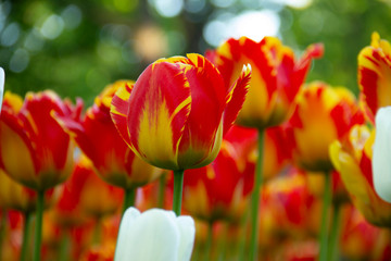 Fototapeta premium field of red and yellow tulips