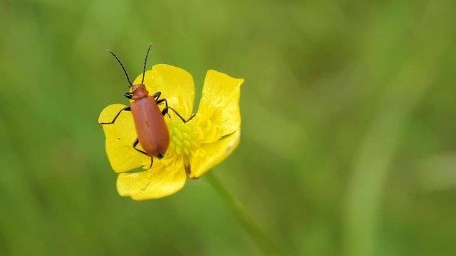 insecte sur une fleur jaune au printemps