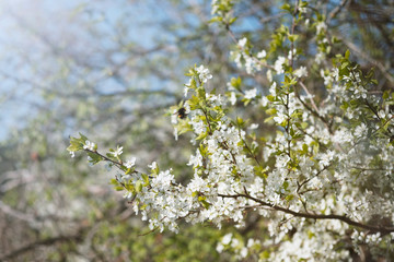 Branch of flowering apple-tree and a bumblebee on a background a green garden. 