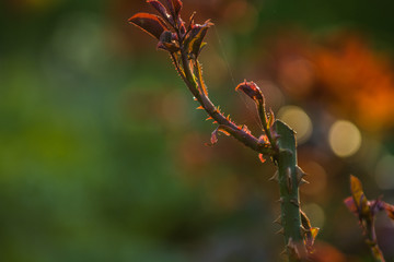 In the sunset sun in a garden rose bushes with leaves and thorns with small branches without blossoming. Spring plants. Background