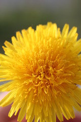 closeup of a dandelion