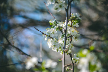 Apple blossom flowers in Russia