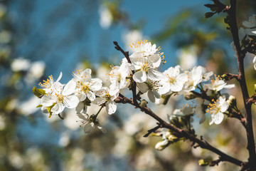 Sakura or cherry flower Vintage filter