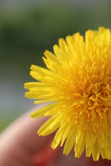 yellow dandelion on green background
