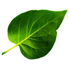 one green leaf of lilac isolated on white background, bottom side of leaf