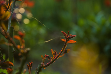 In the sunset sun in a garden rose bushes with leaves and thorns with small branches without blossoming. Spring plants. Background