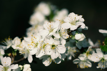 Apple blossom in spring with soft focus, background 