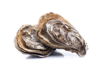 Fresh  oyster on white background