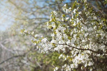 Branch of flowering apple-tree and a bumblebee on a background a green garden. 