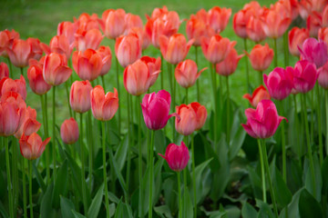 field of colourful tulips