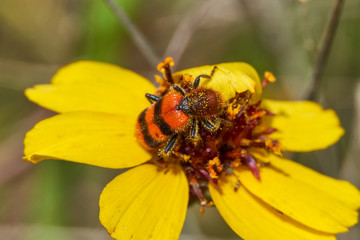 Macro Close up of Orange Checkered beetle Trichodes apiarius on a Stiff Greenthread flower. West Texas