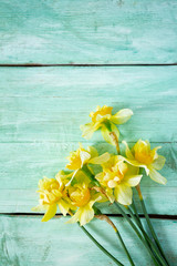 Yellow narcissus (Narcissus poeticus)
