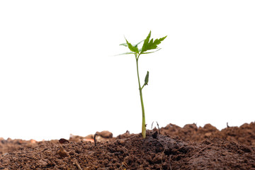 Green sprout growing out from soil isolated on white background